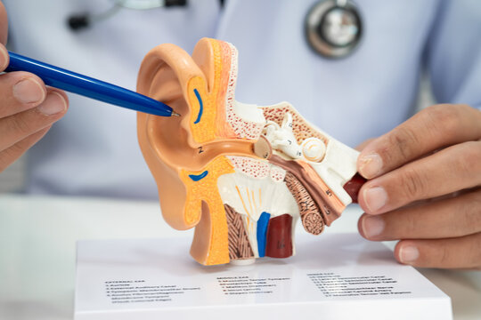 Asian doctor holding human ear model to learn and treat hearing loss in patient.
