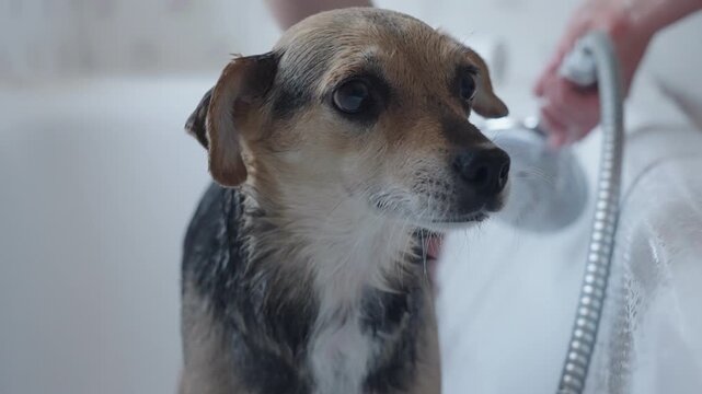A woman washes small obedient dog in the bathtub