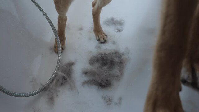 A dog stands in a bathtub after a bath while its owner gently brushes out loose undercoat