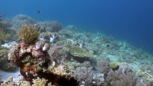 Colorful coral formations and abundant marine life flourish on a vibrant reef in Raja Ampat. Fish swim among the corals, creating a beautiful underwater ecosystem.