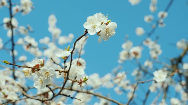 Delicate white apricot blossoms bloom on tree branches against bright blue sky in springtime.