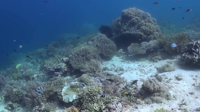 Journey into the vibrant underwater world. Observe diverse coral formations, fishes, and marine life thriving within the Raja Ampat Islands archipelago in Indonesia.