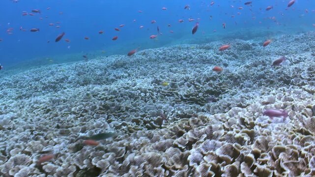 A school of colorful anthias fish moves over a damaged coral reef bottom in the afternoon sunlight. The underwater habitat shows the destruction of corals in the ocean.