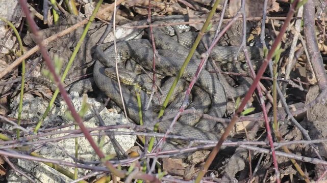 Group of snakes coiled together under dry branches in spring wildlife natural habitat close up video scene 