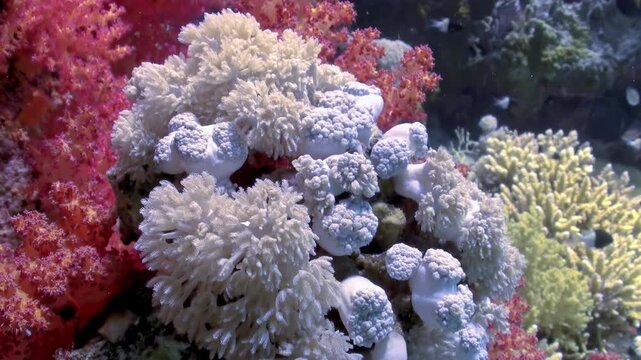 An underwater look at colorful coral reef gardens. Soft corals wave in the current. Small fish flit between the colorful formations near the Red Sea, Egypt.