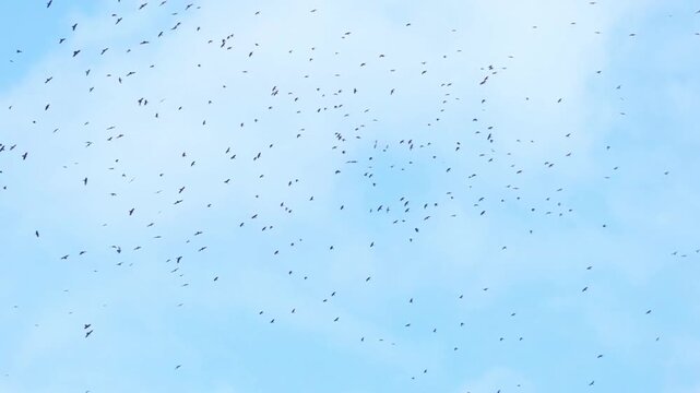 A large group of Crows Sweeping Across the Sky