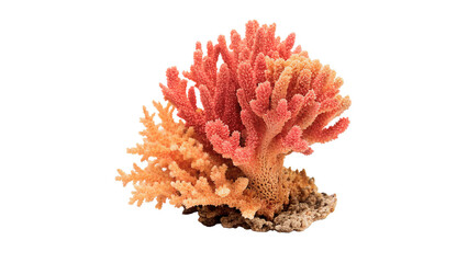 Beautiful orange coral reef structure for marine wildlife nature ocean ecosystem and aquatic science education isolated on transparent background © Arina