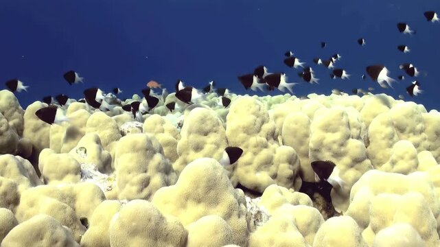 A thriving coral reef garden in the crystal clear waters of the Red Sea. A large school of masked bannerfish move around the coral formations. Underwater paradise.