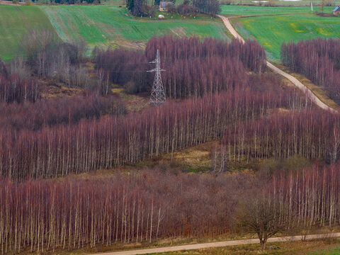 Aerial view of dense rows of reddish-brown leafless trees and green agricultural fields with an electricity pylon and a winding dirt road in Lithuania.