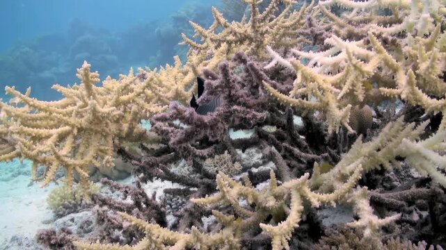 During daylight hours, bleached coral reefs show signs of damage. Fish try to coexist with the damaged reefs. The damage to coral reefs impacts the ecosystem.