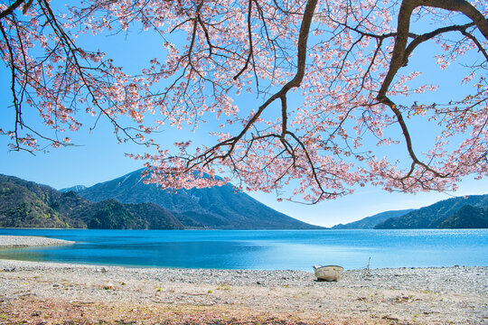 栃木県日光市　千手ヶ浜から見る満開の山桜と男体山と中禅寺湖