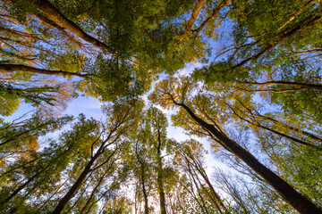 Fototapeta premium Low angle autumn forest. carbon net zero target concept
