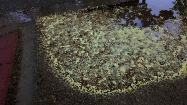 An overhead view of pine pollen floating in a rain puddle.