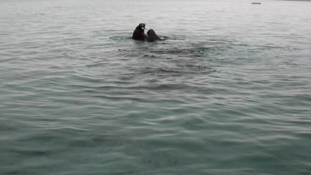Powerful Arctic Walrus assert dominance in frigid shallows. A medium shot captures their magnificent struggle for territory, unfolding gracefully in slow motion with immense raw strength.