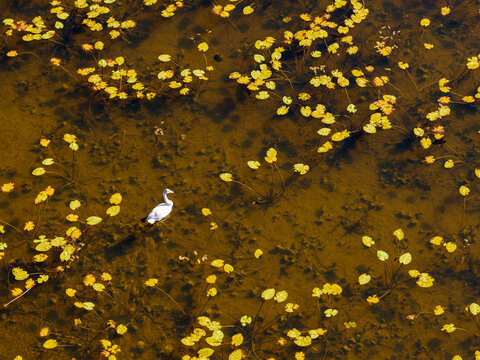 Aerial view of a white swan swimming among yellow water lily pads in a murky pond Lithuania.