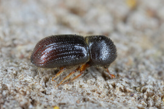 Anisandrus, Xyleborus dispar called European Shothole Borer or Shot-hole Borer. Invasive species in North America, and can be a pest in orchards and forests throughout its range.