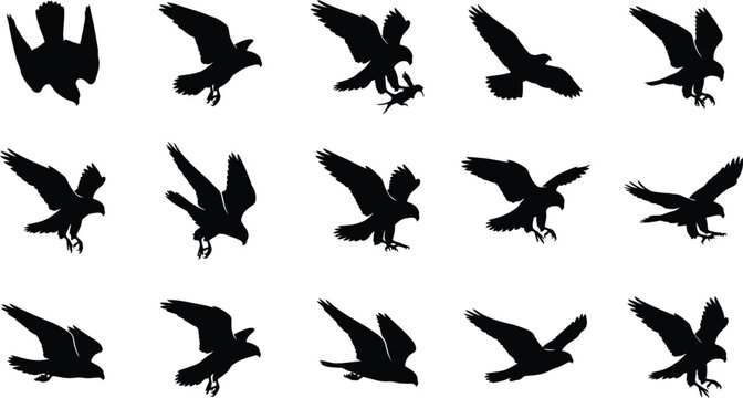 Black silhouettes of eagles in various flying positions, set against a white background, flying birds