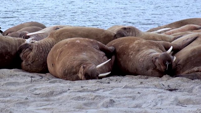 Atlantic walruses huddle together, finding blissful slumber on the pristine snow of Spitsbergen's coastline.