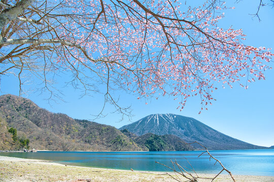 ヤマザクラ」の写真素材 | 10,130件の無料イラスト画像 | Adobe Stock