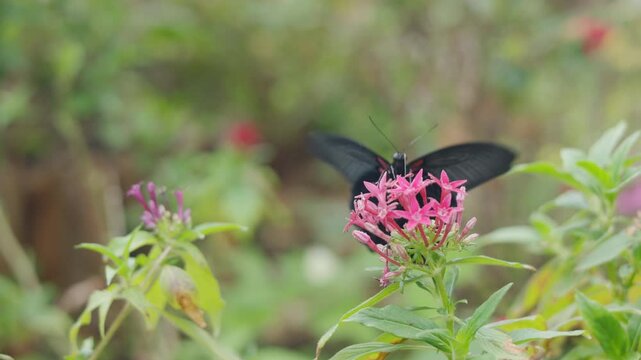 Close up selective focus photo of a large black Great Mormon butterfly pollinating pink Pentas flowers in a lush garden environment. Soft natural light bokeh background of green foliage.