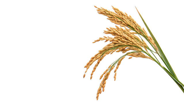Ears of golden organic rice or wheat plant stalks for healthy agriculture grain food harvest isolated on transparent background
