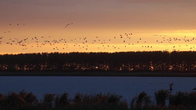 Sunset Spectacle: The Great Autumn Gathering of Cranes and Geese in Hortob&aacute;gy