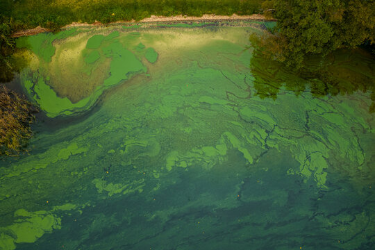 Aerial view of thick green algae blooms swirling on the surface of a lake near a lush forested shoreline Lithuania.