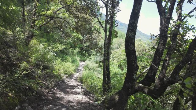 A firstperson perspective walking along a rocky mountain path surrounded by dense green trees and vegetation in Tiger Leaping Gorge.