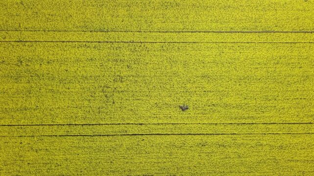 An aerial top-down view of a vibrant yellow blooming canola field, showcasing rhythmic agricultural patterns and natural spring textures.