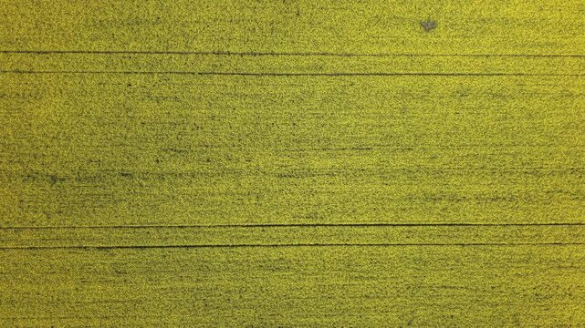 An aerial drone view captures an endless field of yellow rapeseed flowers, creating a natural, textured pattern across the countryside.
