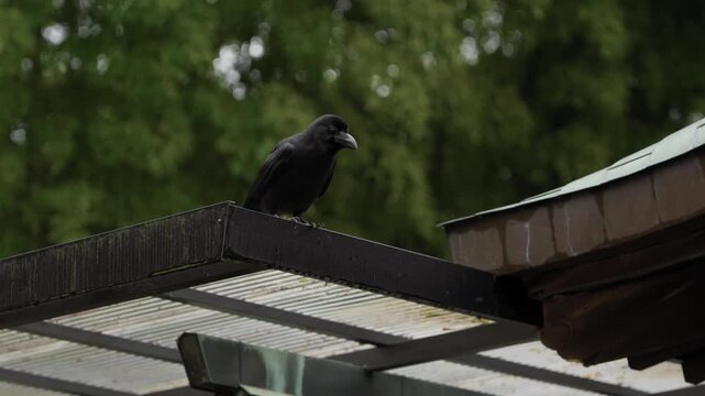 Large billed crow standing on metal rooftop with blurred forest foliage in background