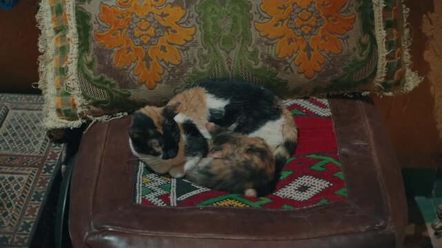 Calico cats curled up together on traditional Berber carpet with embroidered cushion behind