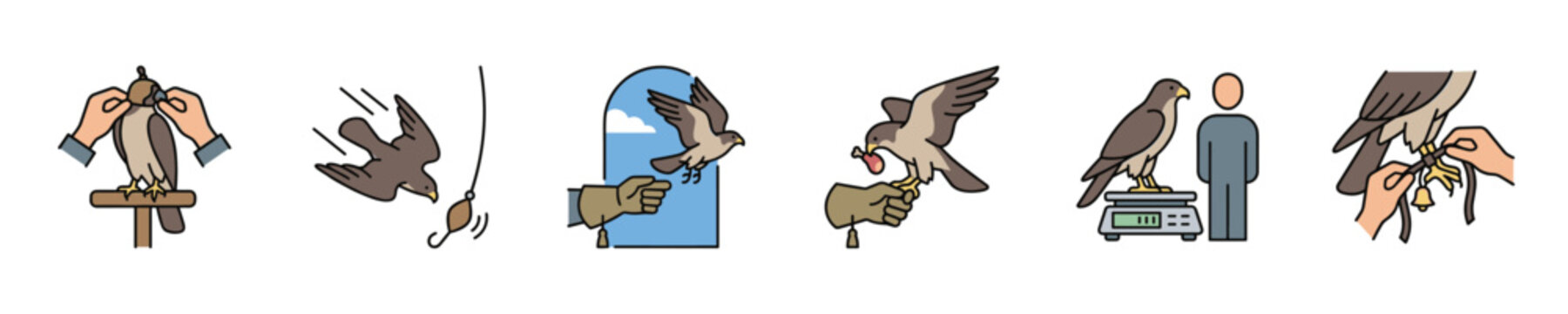 Falconry training and care icons showing bird handling and weighing