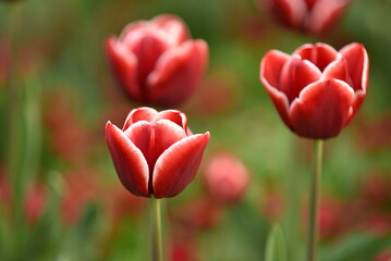 Fototapeta premium Close-up of beautiful red tulips with white edges blooming in a spring garden with a soft blurred background.