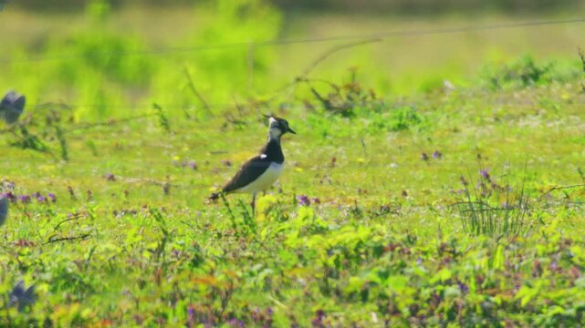 Northern lapwing standing in green field showing natural behaviour in farmland habitat UK wildlife bird in spring environment