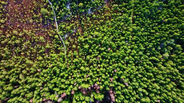 Aerial Spring Forest With Melting Snow Kalnansu Swamp Kabile Latvia