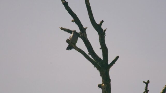 Common cuckoo perched on bare tree branch in countryside habitat captured during calling behaviour in natural spring environment