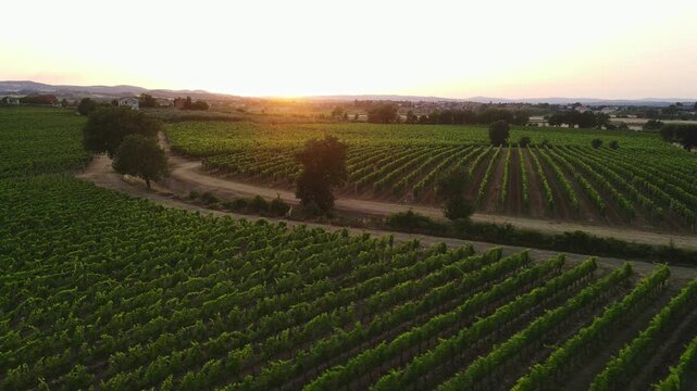 Tuscany Italy vineyard landscape at sunset, rolling hills and cultivated fields