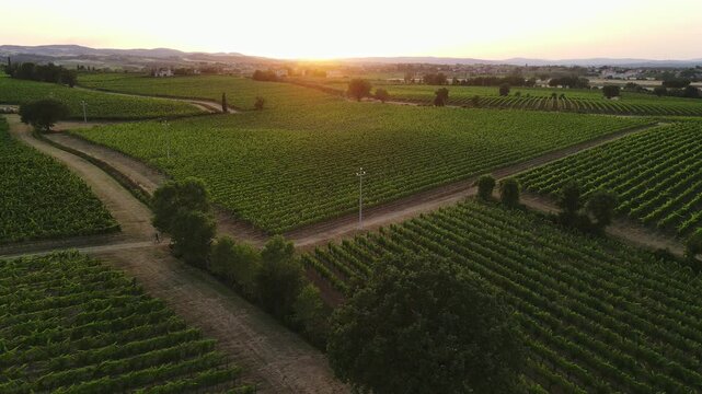 Warm aerial of vineyard rows in Tuscany Italy glowing sunset light green fields