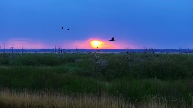 Early morning marsh landscape with cormorants flying over wetland near Liepaja