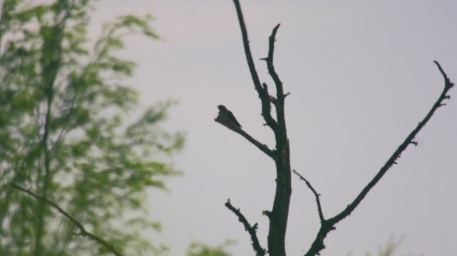 Common cuckoo perched on dead tree branch in silhouette against soft overcast sky minimal British wildlife scene with natural copy space
