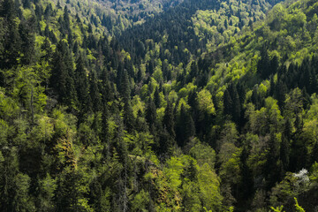 Dense green forest covering mountain hillside in spring © Samantha