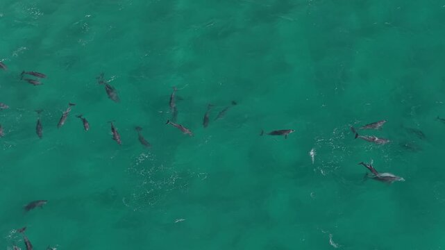 Pod Of Bottlenose Dolphins In Blue Ocean, NSW, Australia - Drone Shot