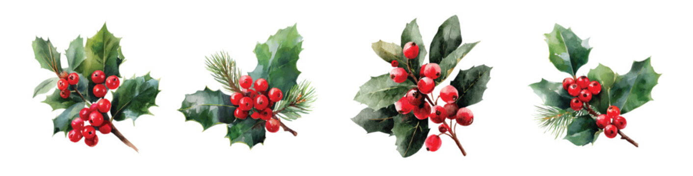 Watercolor Simple illustration, Christmas holly berries with pine leaves set painting design. Hand-painted style, vectorized, vector set available in EPS Simple Hand-painted watercolor style. 