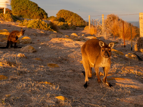 kangaroo sunset