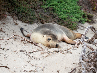 Fototapeta premium new zealand fur seal