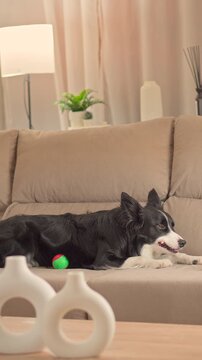 border collie dog lying on a cozy beige sofa while enjoying a delicious treat snack in slow motion inside a bright and modern living room space