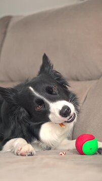 close up of a beautiful border collie dog chewing a healthy dental treat bone while lying on a sofa in a bright modern home looking happy and satisfied