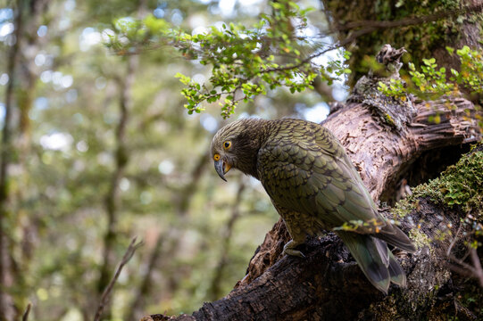 parrort kea