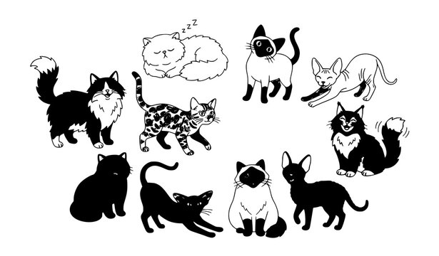 Lovely Cartoon Cat Breeds Flat Vector Set Featuring Persian Siamese and Maine Coon Cats